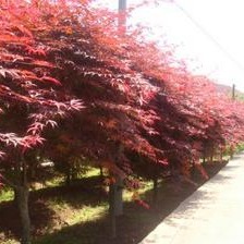 灌木 全国大量批发各类红枫及其他苗木产品3