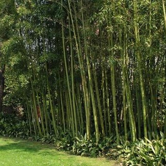 草坪等 灌木 全国大量批发钢竹及其他各类苗木产品3