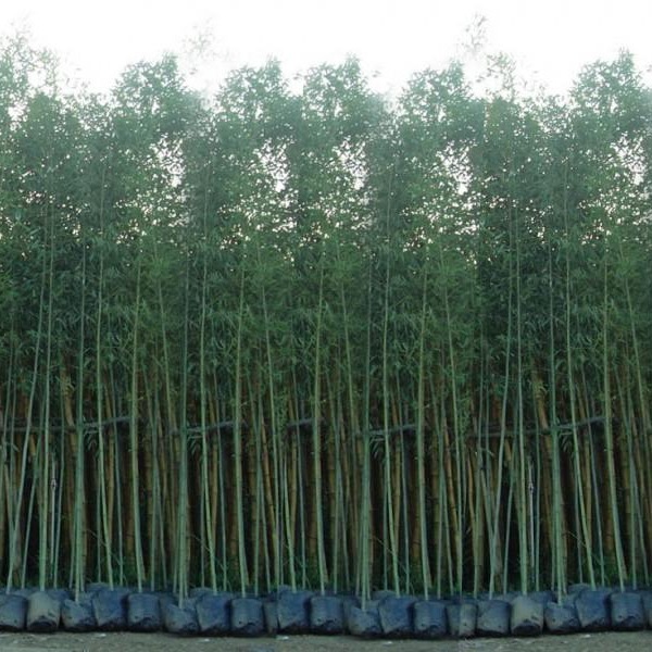 草坪等 灌木 全国大量批发钢竹及其他各类苗木产品4