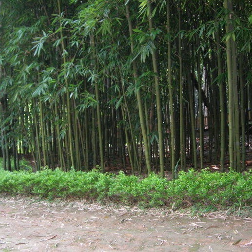 草坪等 灌木 全国大量批发钢竹及其他各类苗木产品2