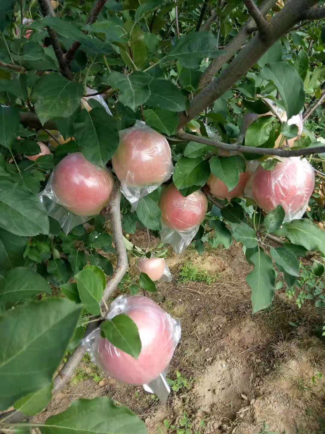 丑苹果 优质水果 供应出口级小红富士苹果 黄土高坡红富士 新鲜可口 万荣1