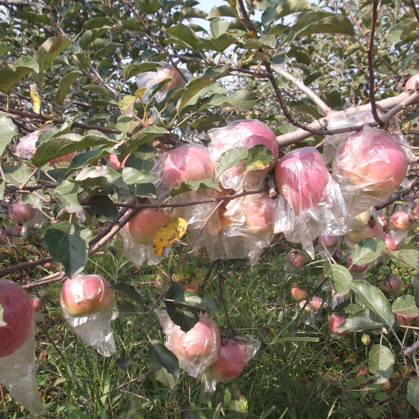 新鲜当季水果 产地直供 口感脆甜 临猗苹果 新鲜水果