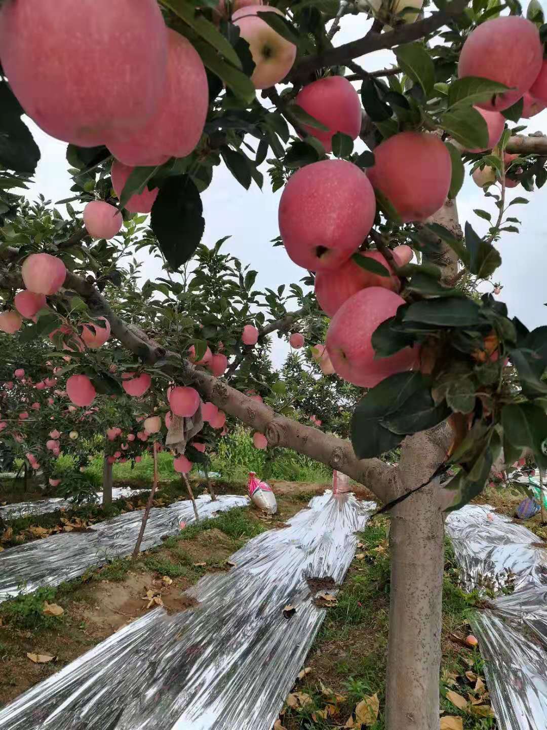 红富士苹果价格 纸加膜苹果产地价格 红富士苹果产地2