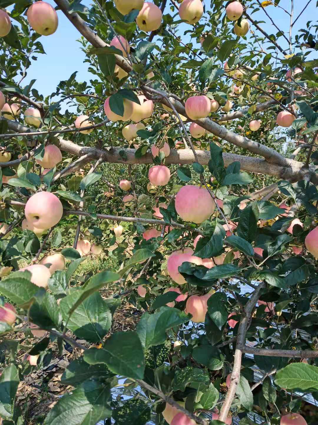 丑苹果 优质水果 供应出口级小红富士苹果 黄土高坡红富士 新鲜可口 万荣2