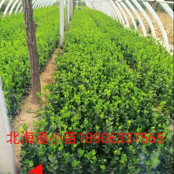 灌木 北海道黄杨大量供应4
