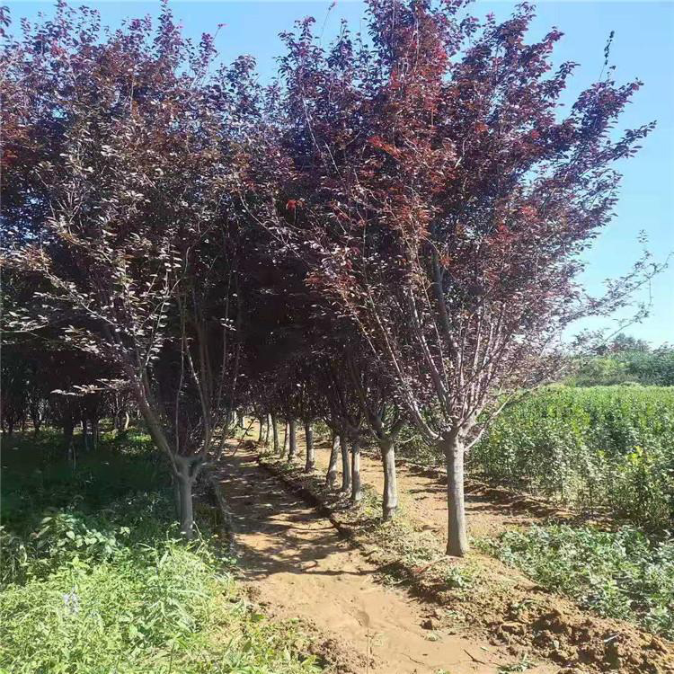 红成苗木 0.5公分密枝红叶李 15公分紫叶 基地大量出售3