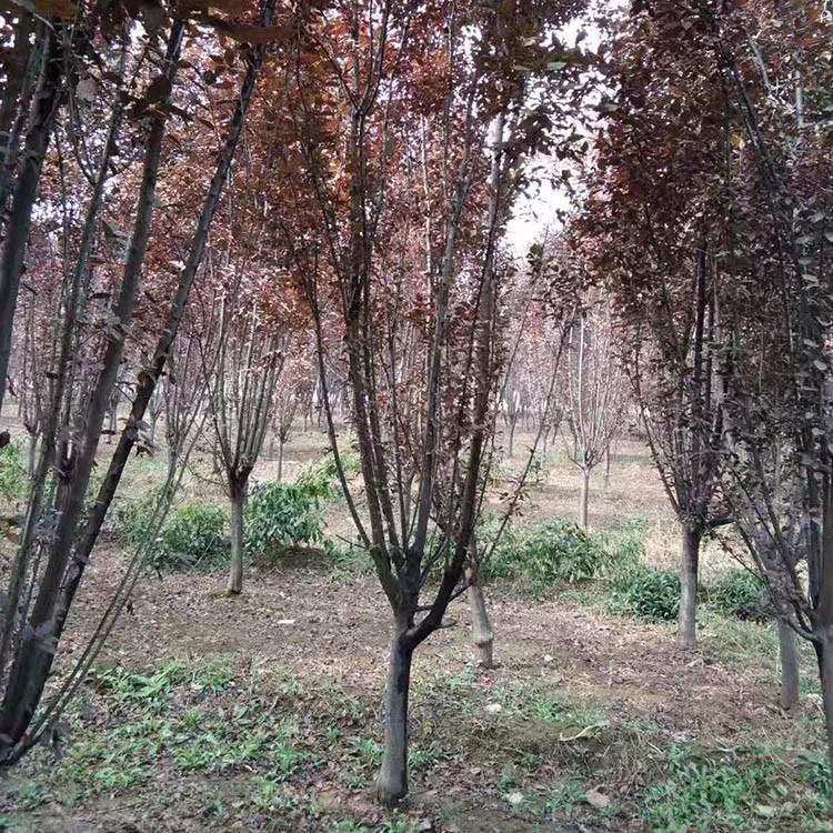红成苗木 0.5公分密枝红叶李 15公分紫叶 基地大量出售4