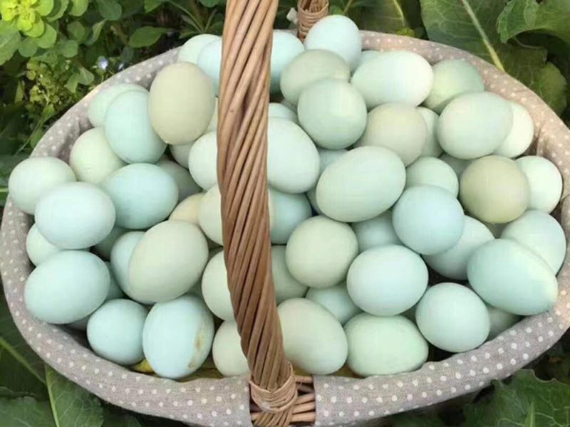 山西绿皮鸡蛋 其他禽蛋 新品绿皮鸡蛋上哪买1