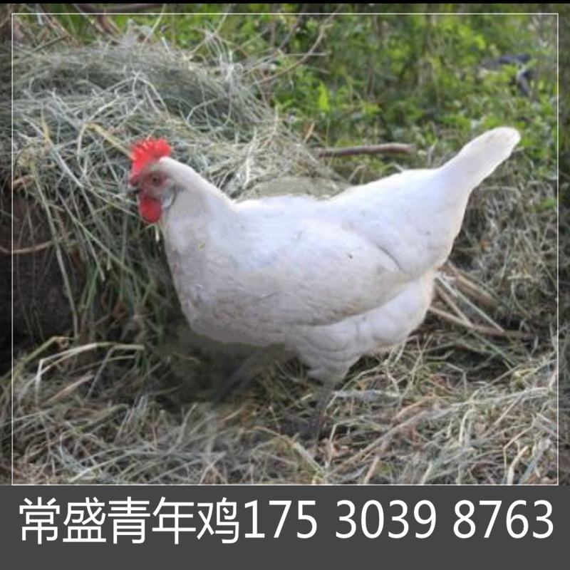 黄冈常盛蛋鸡青年鸡养殖场常年供应各品种青年鸡 育成鸡 鸡苗 脱温鸡8