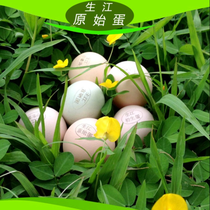 生江富硒蛋绿壳鸡蛋礼品土鸡蛋 原始 大量供应新鲜土鸡蛋柴鸡蛋野鸡蛋