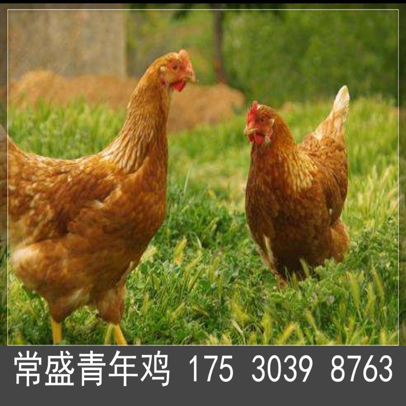 海兰褐蛋鸡青年鸡省料秘诀 动物种苗 亳州海兰褐蛋鸡青年鸡养殖必看5