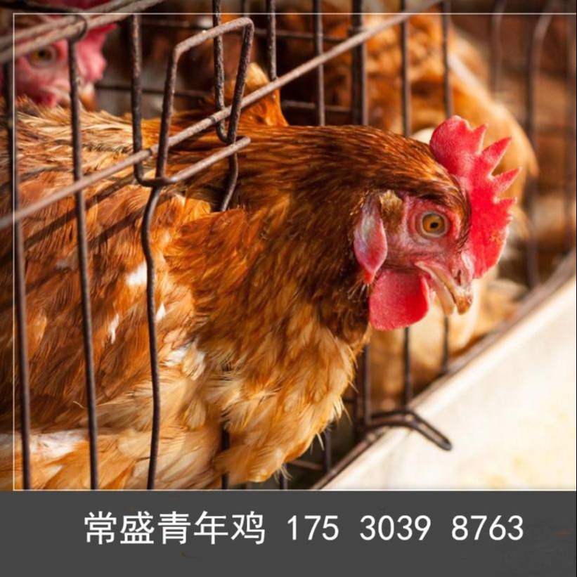 海兰褐蛋鸡青年鸡省料秘诀 动物种苗 亳州海兰褐蛋鸡青年鸡养殖必看