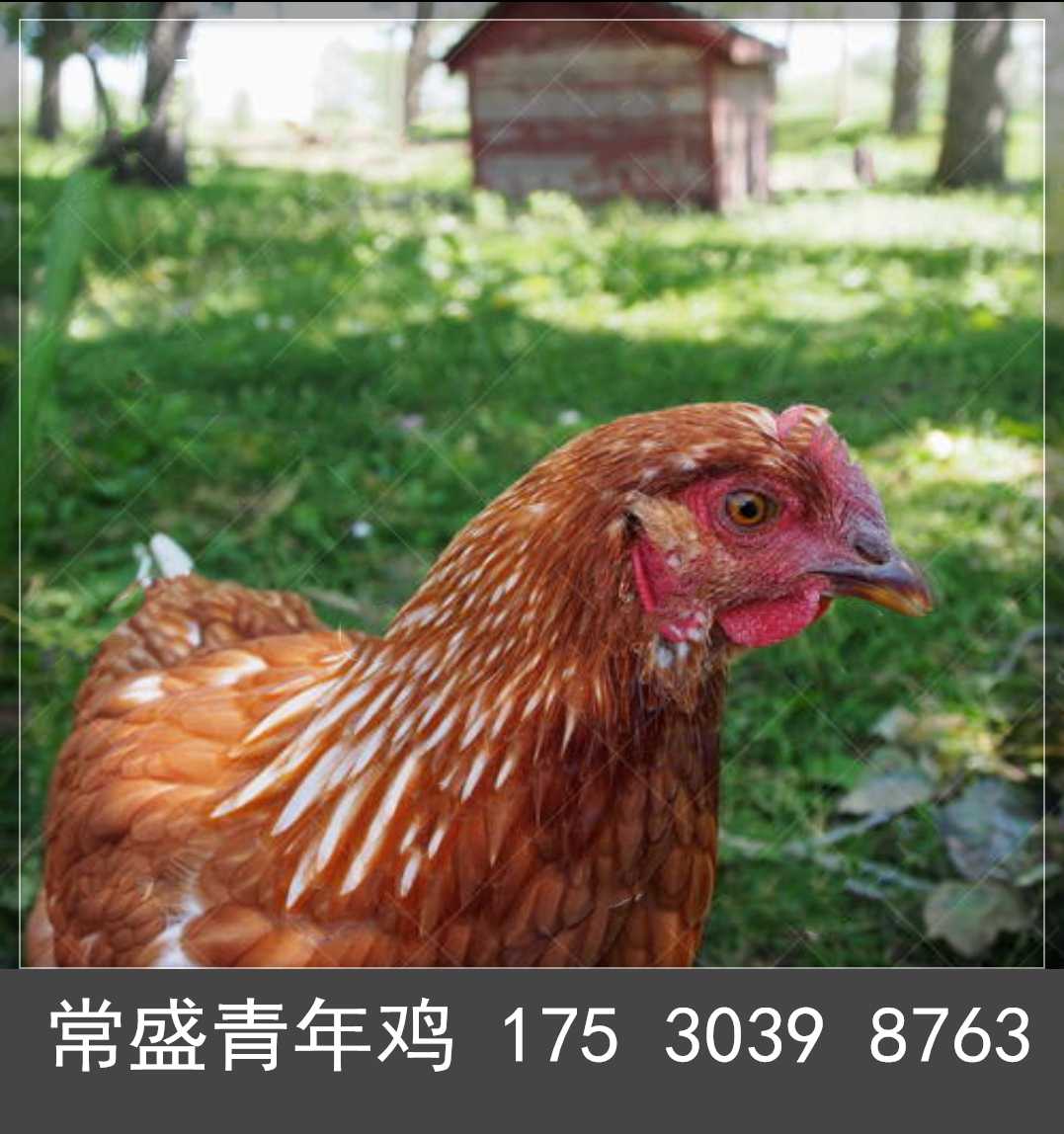 佳木斯海兰褐青年鸡秋季管理 海兰褐蛋鸡青年鸡通风和保温措施5