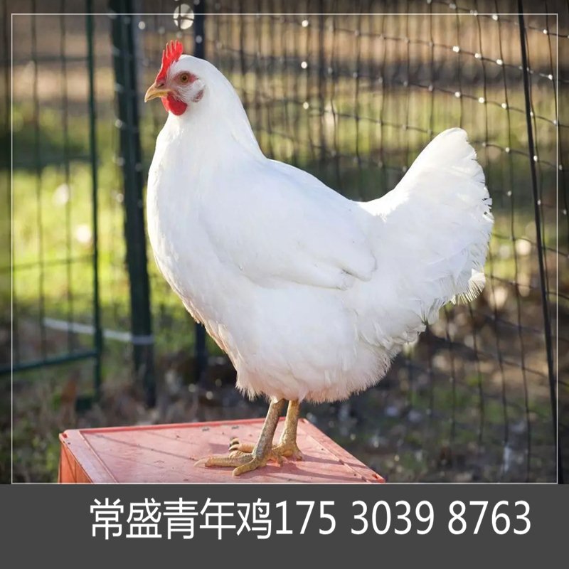海兰褐蛋鸡青年鸡省料秘诀 动物种苗 亳州海兰褐蛋鸡青年鸡养殖必看9