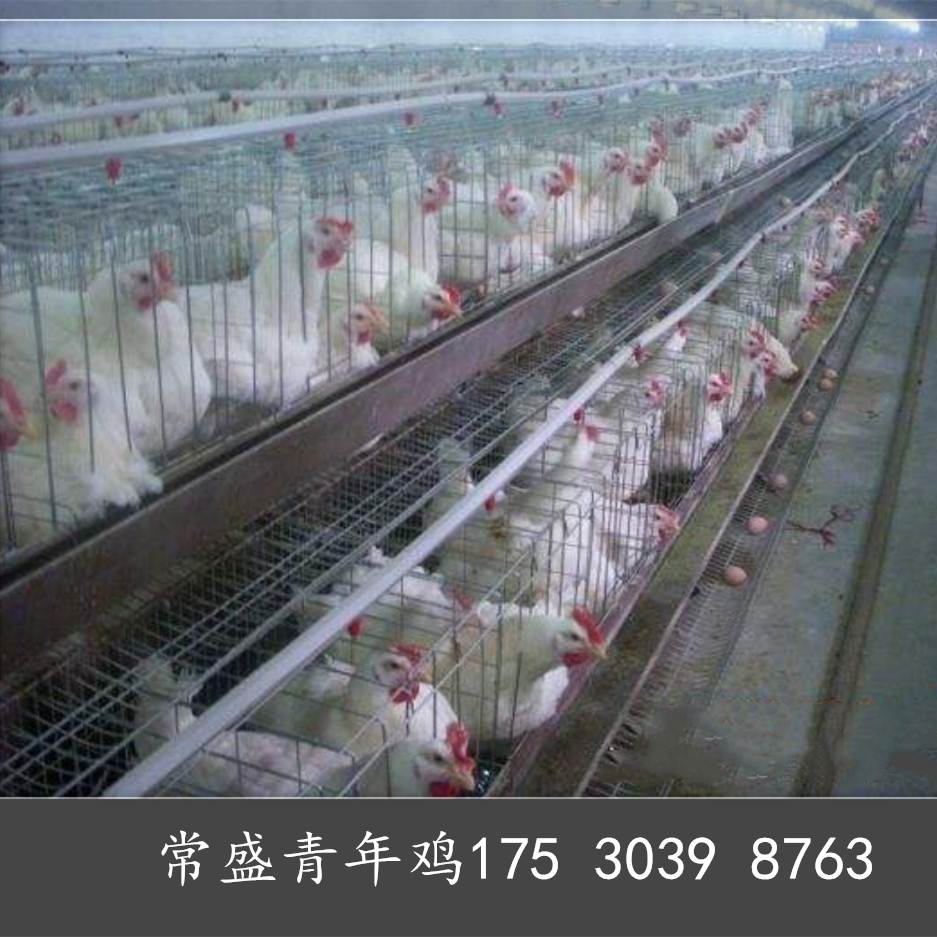 黄冈常盛蛋鸡青年鸡养殖场常年供应各品种青年鸡 育成鸡 鸡苗 脱温鸡9