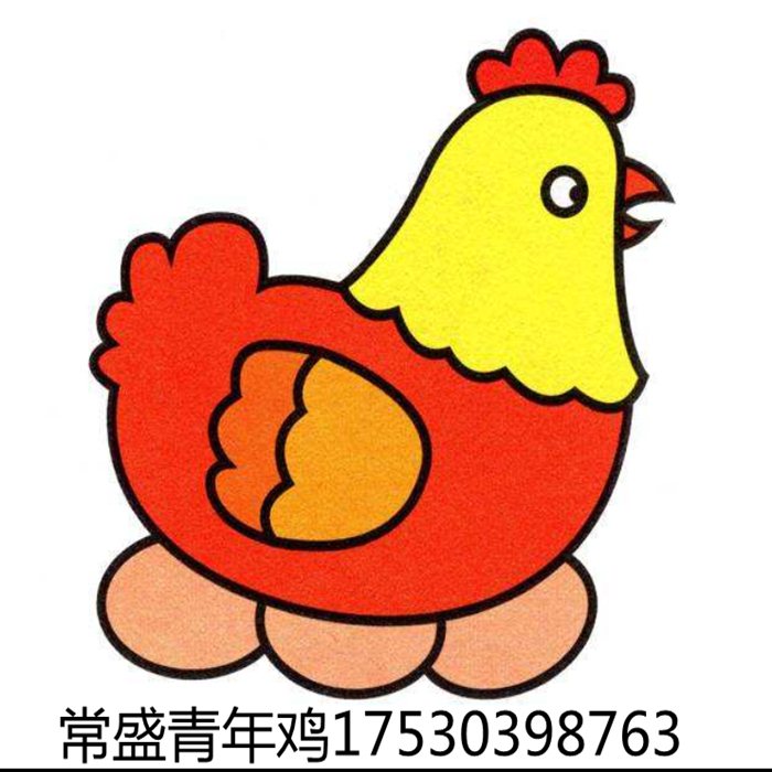 海兰褐蛋鸡青年鸡省料秘诀 动物种苗 亳州海兰褐蛋鸡青年鸡养殖必看1