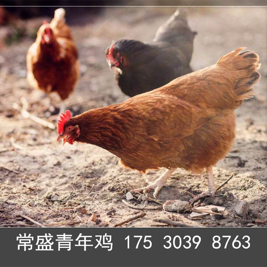 佳木斯海兰褐青年鸡秋季管理 海兰褐蛋鸡青年鸡通风和保温措施7