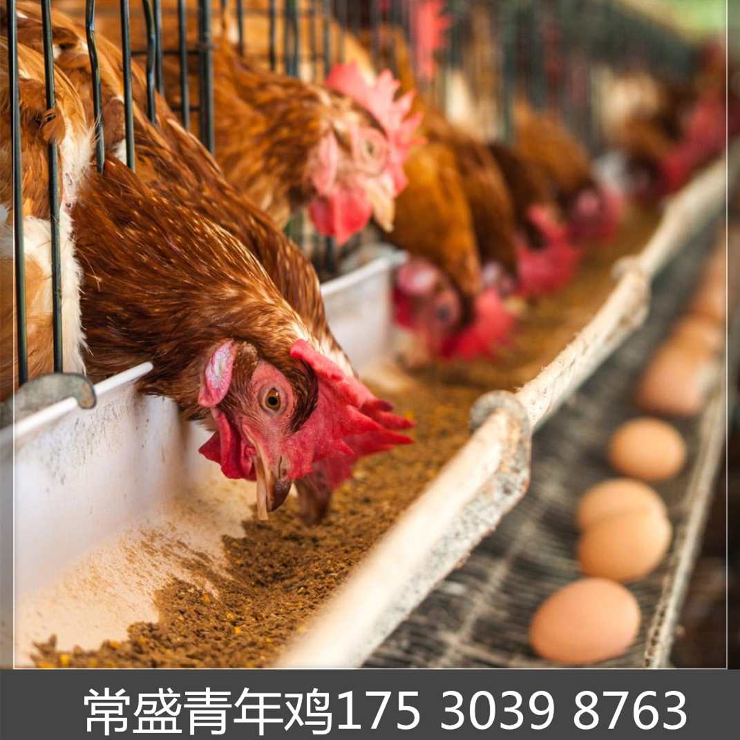 佳木斯海兰褐青年鸡秋季管理 海兰褐蛋鸡青年鸡通风和保温措施1