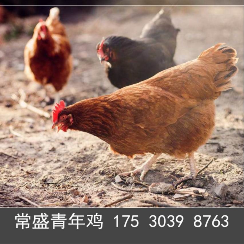 黄冈常盛蛋鸡青年鸡养殖场常年供应各品种青年鸡 育成鸡 鸡苗 脱温鸡