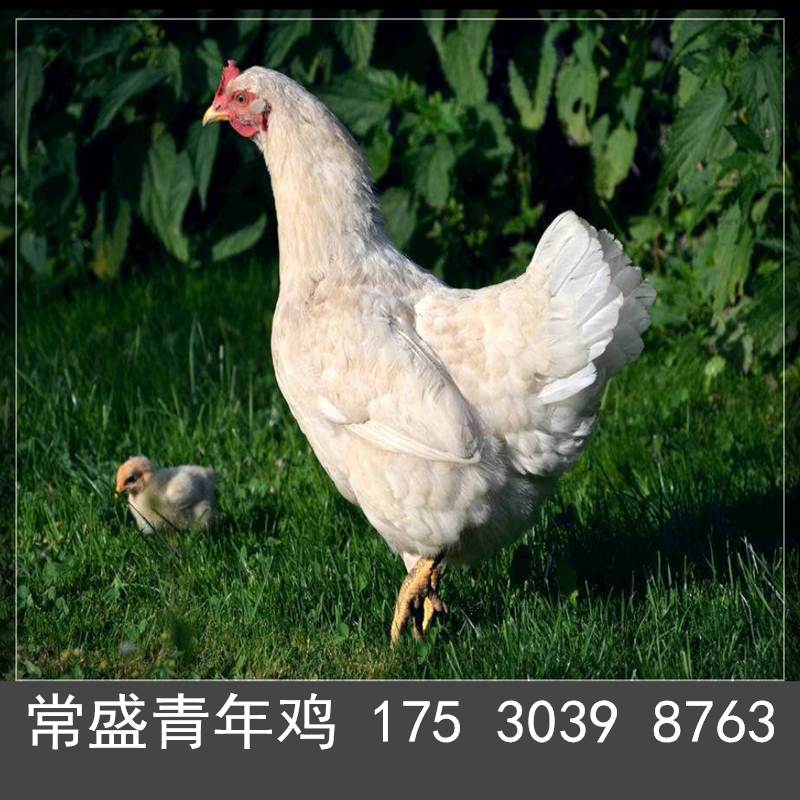 黄冈常盛蛋鸡青年鸡养殖场常年供应各品种青年鸡 育成鸡 鸡苗 脱温鸡5