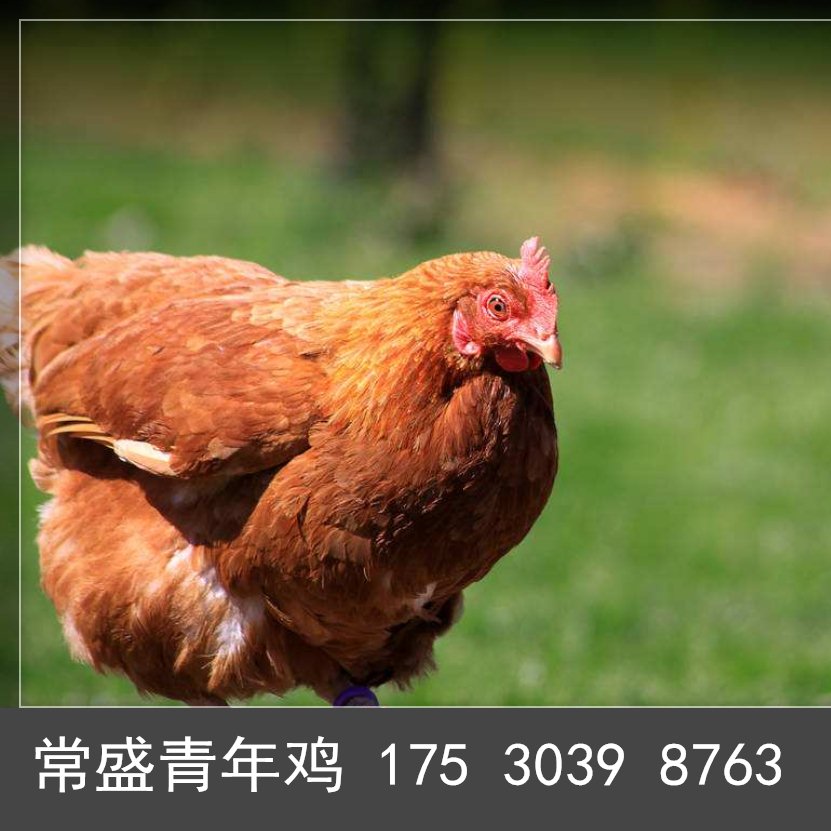 佳木斯海兰褐青年鸡秋季管理 海兰褐蛋鸡青年鸡通风和保温措施6