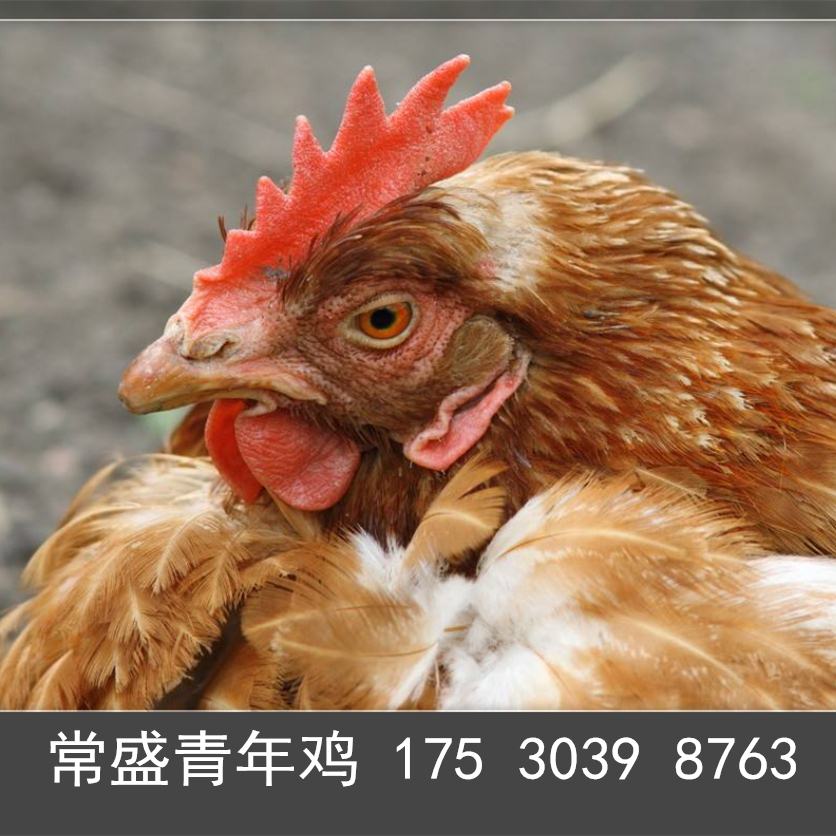 海兰褐蛋鸡青年鸡省料秘诀 动物种苗 亳州海兰褐蛋鸡青年鸡养殖必看8