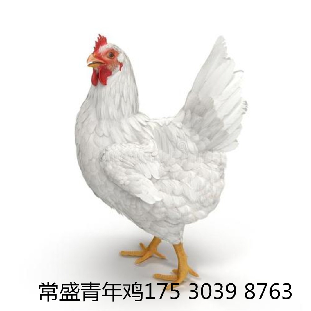 黄冈常盛蛋鸡青年鸡养殖场常年供应各品种青年鸡 育成鸡 鸡苗 脱温鸡6