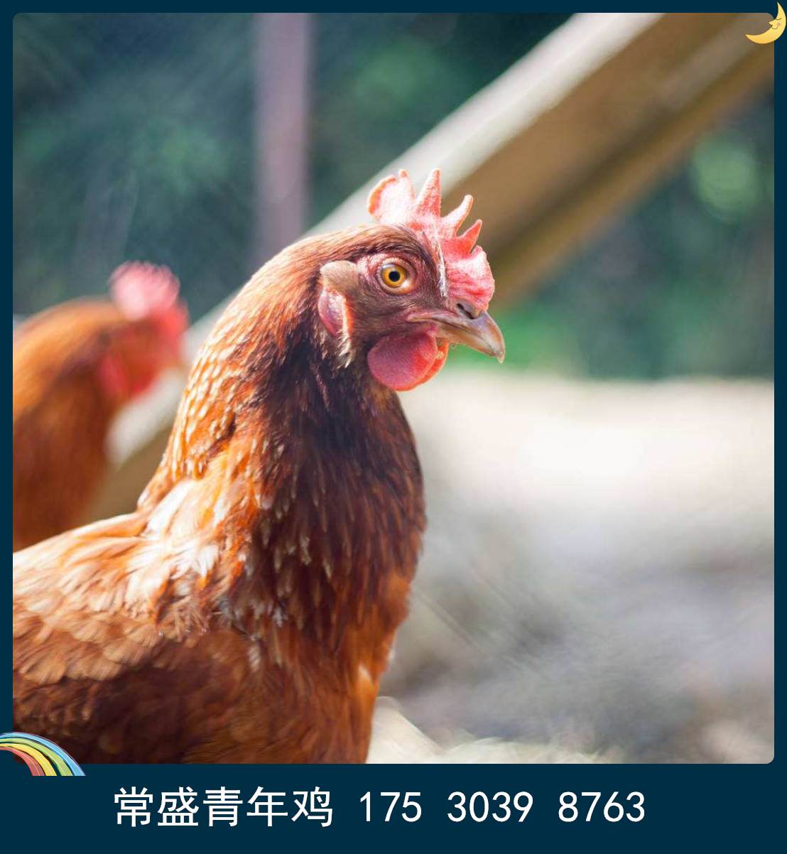 黄冈常盛蛋鸡青年鸡养殖场常年供应各品种青年鸡 育成鸡 鸡苗 脱温鸡2