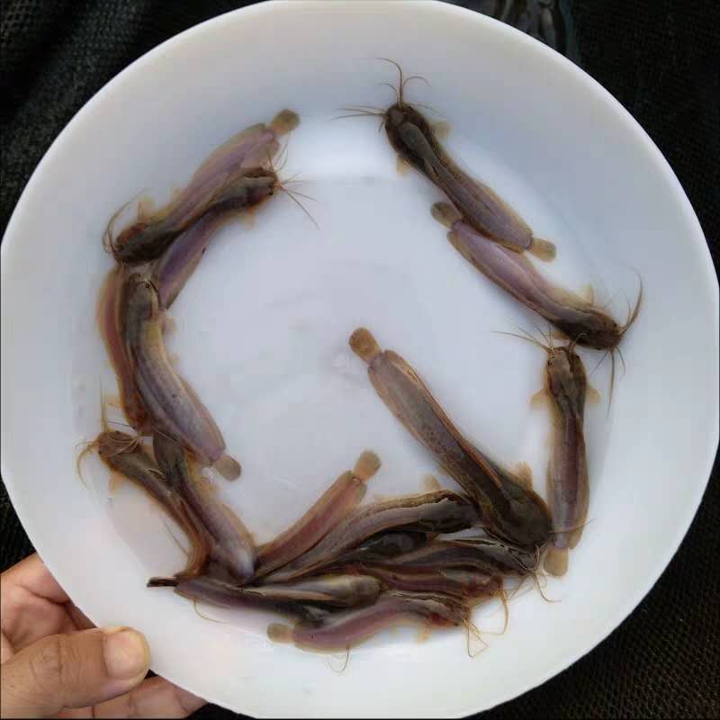 三黃塘角鱼 胡子鱼苗价格健康优质 本地塘鲺鱼 规格均匀 杂交塘角鱼 肇庆塘角鱼苗6