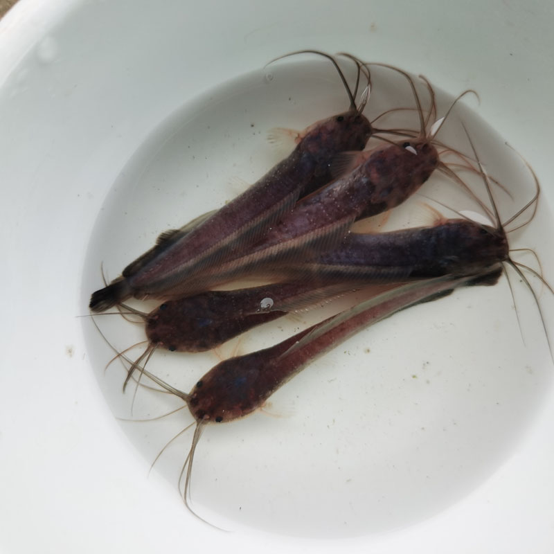 三黃塘角鱼 胡子鱼苗价格健康优质 本地塘鲺鱼 规格均匀 杂交塘角鱼 肇庆塘角鱼苗2