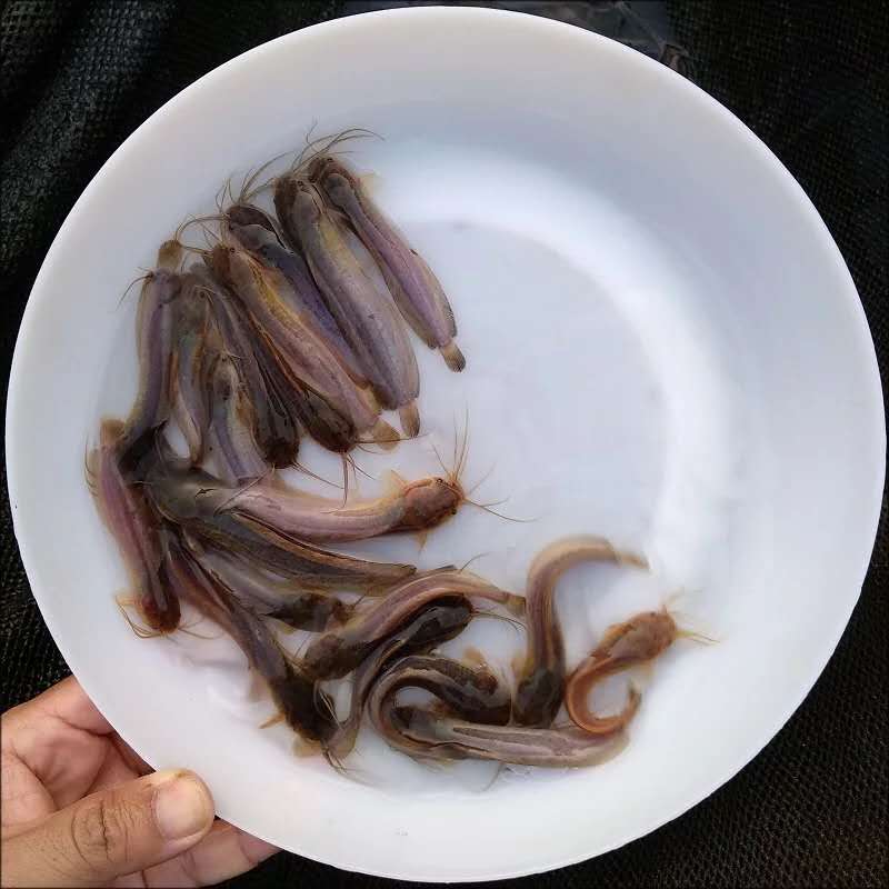 三黃塘角鱼 胡子鱼苗价格健康优质 本地塘鲺鱼 规格均匀 杂交塘角鱼 肇庆塘角鱼苗5