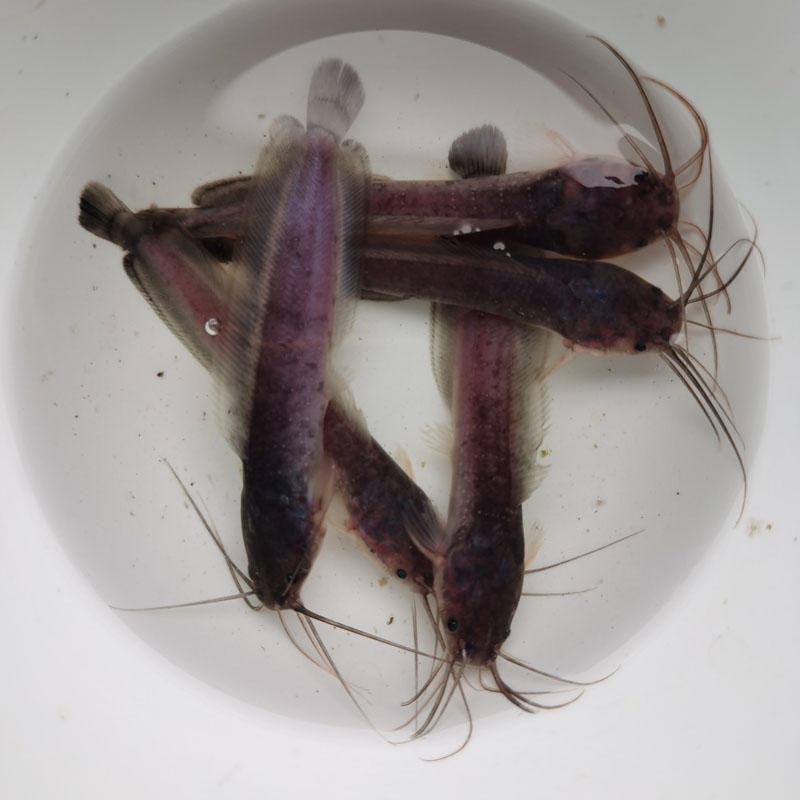 三黃塘角鱼 胡子鱼苗价格健康优质 本地塘鲺鱼 规格均匀 杂交塘角鱼 肇庆塘角鱼苗