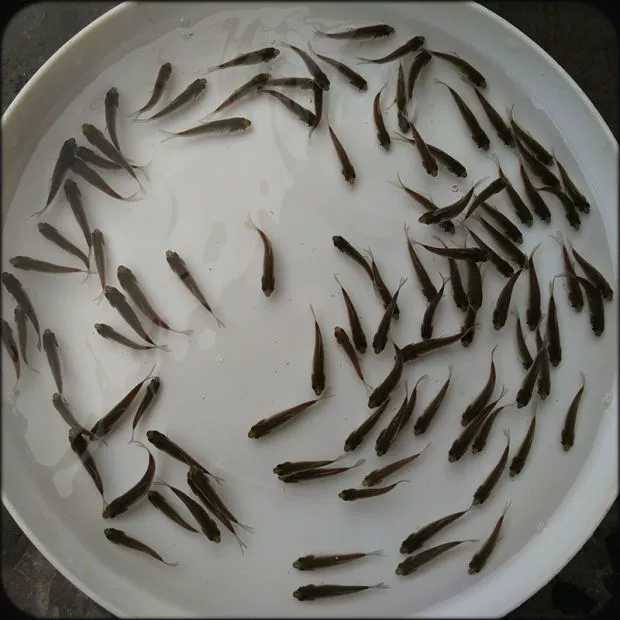 鲜活鱼类 千岛出售各种规格淡水鱼苗草鱼 草鱼苗批发6