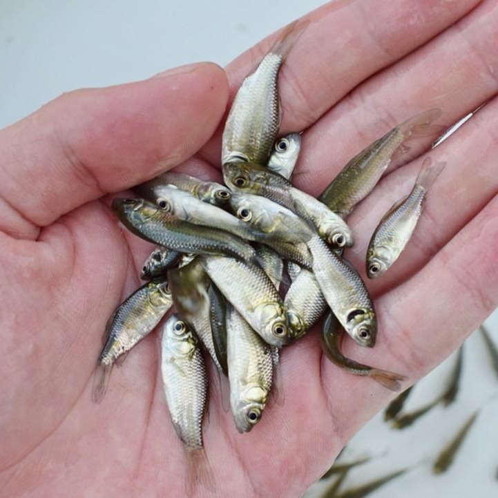 鲜活鱼类 千岛出售各种规格淡水鱼苗草鱼 草鱼苗批发