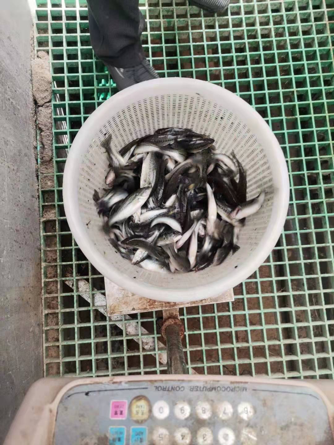 大量出售优质鲈鱼鱼苗 一斤10-50尾 鲜活鱼类 质优价廉6