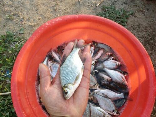 量大质优 鲜活鱼类 观赏鱼苗批发 千岛出售各种淡水鱼苗批发3