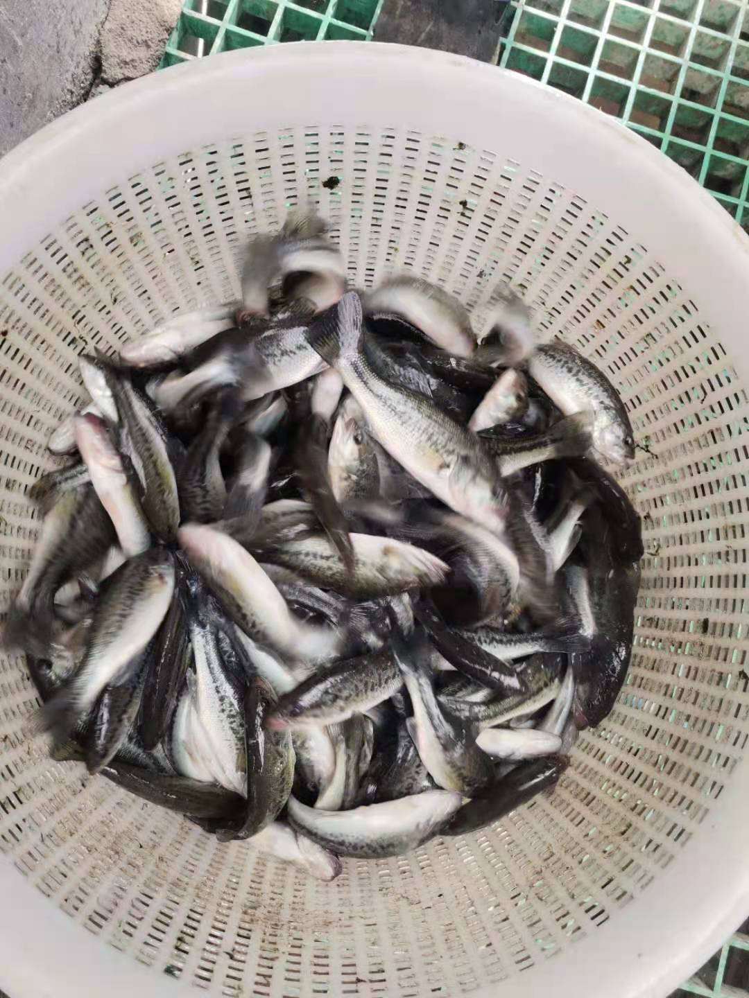 大量出售优质鲈鱼鱼苗 一斤10-50尾 鲜活鱼类 质优价廉2