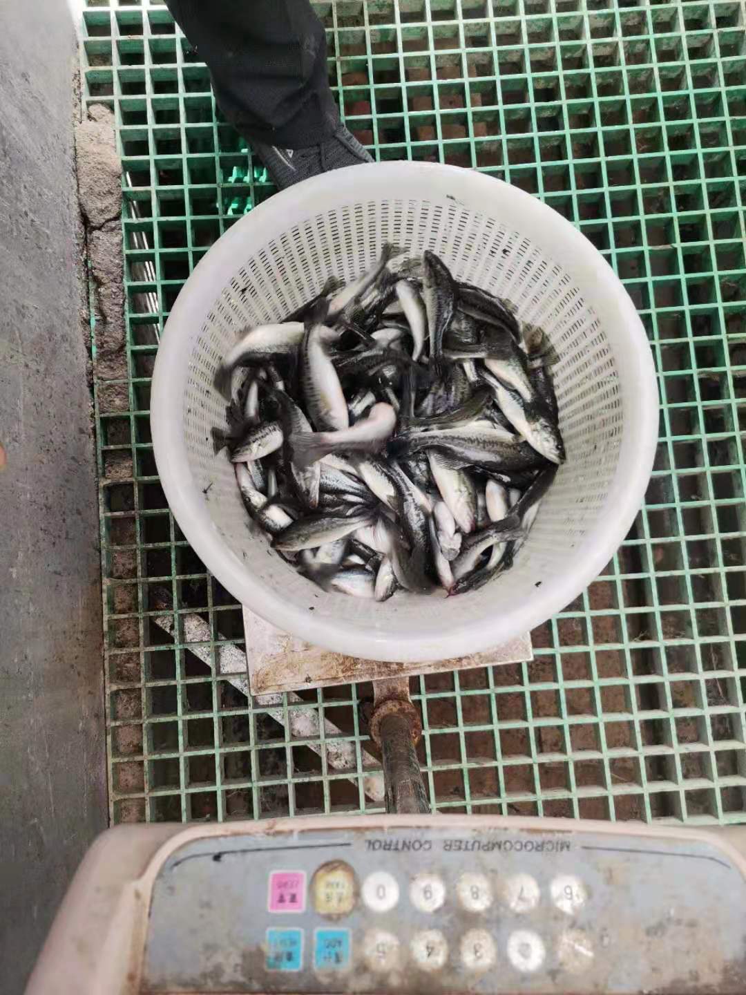 大量出售优质鲈鱼鱼苗 一斤10-50尾 鲜活鱼类 质优价廉1