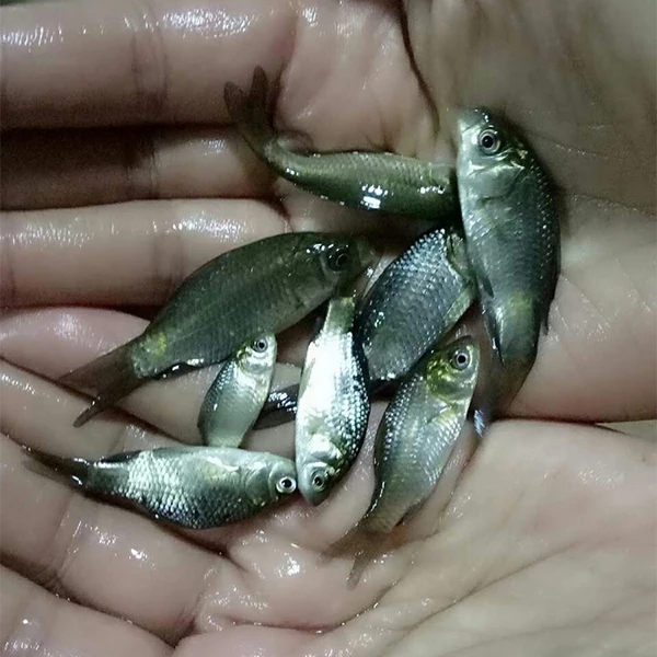 鲜活鱼类 千岛出售各种规格淡水鱼苗草鱼 草鱼苗批发2