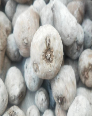 魔芋种 免费测土指导种植 魔芋种子 魔芋种子价格--俊发魔芋提供优质脱毒魔芋种子 签合同保障售后 魔芋种子批发 魔芋8