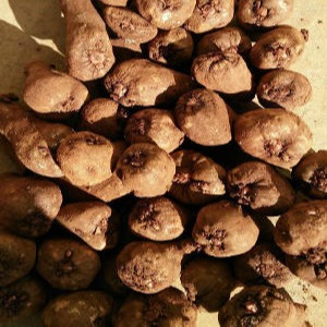 俊发魔芋-育种基地直供 免费送货免费技术指导 专业可靠魔芋种子供应商