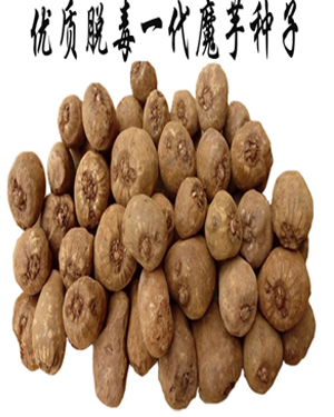 俊发魔芋-育种基地直供 免费送货免费技术指导 专业可靠魔芋种子供应商5
