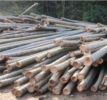 济宁耐用老楠竹竹板 全竹头可需求定制 竹木、藤苇、干草 可用于羊舍1