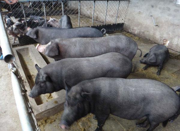 太湖小母猪 江苏大型种猪场苏太母猪繁殖基地 纯种高产母猪 苏太母猪3
