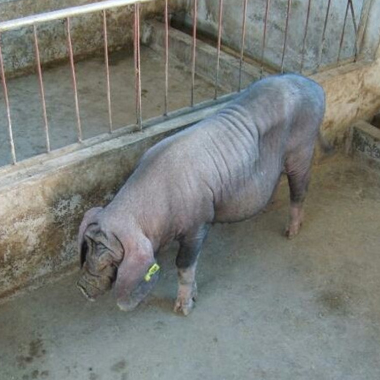 供应云南大理养猪场纯种母猪 一头起免费托运到家 二元母猪 大白母猪价格低 长白母猪4