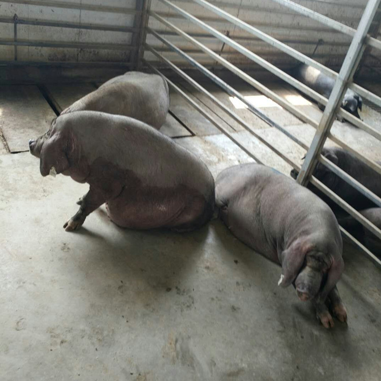 江苏大梅山母猪 品种母猪 大型种猪场 高产母猪 纯种梅山母猪简介 规模养猪场2