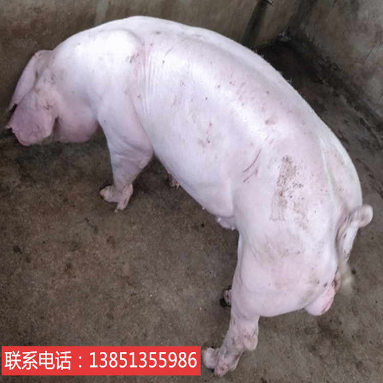 大约克公猪供应商 江苏种猪场 大型种猪场 杜洛克繁殖场 一元种猪批发基地3