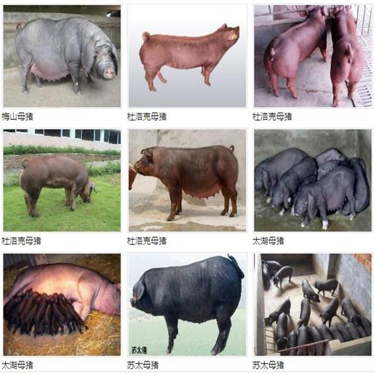 黑色仔猪报价 北京黑公猪价格 大型黑猪繁殖场 生态黑猪 纯种散养黑猪2