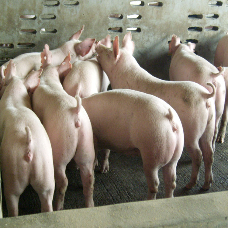 母猪品种 纯种母猪价格 梅山母猪图片 黑母猪 二花脸母猪6