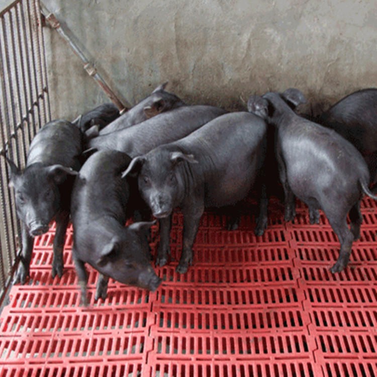 太湖小母猪 江苏大型种猪场苏太母猪繁殖基地 纯种高产母猪 苏太母猪5